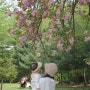 핑크빛 가득 서울 겹벚꽃 보기 좋은 어린이대공원