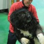 외부인 강력 경계! 87kg 거구와 괴력을 가진 코카시안 오브차카 등장｜세상에 나쁜 개는 없다 4월 26일 방송