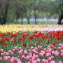 상암동 평화의공원 만개한 튤립 (24. 4. 20. 방문)
