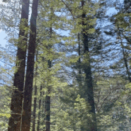 [평창] 숲속 힐링 전나무숲 숲캉스 밀브릿지 방문 후기
