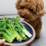 강아지 두릅 엄나무 개두릅 쌉싸름한 봄나물 채소 먹어도 될까