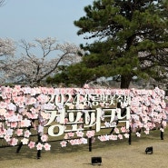 2024 강릉 벚꽃축제 경포피크닉/주차정보/벚꽃만개현황