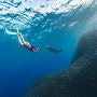 필리핀 보홀 나팔링투어 정어리떼 수중 스냅은 보홀랩
