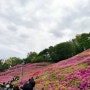 날씨가 흐려도 괜찮아 축제는 계속 될거니까!🌺🌸🪷 "철쭉축제/군포/군포축제"