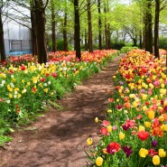아산여행 튤립을 만날 수 있는 세계꽃식물원
