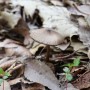 털외대버섯 - Entoloma hirtipes