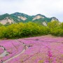 불암산 철쭉동산 만개 서울 주말 나들이 좋은 곳