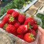 [나주 머시머시 체험농장]/ 나주, 광주 근교 아이랑 같이 하기 좋은 딸기 농가 체험 행사!