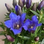 파란색 종모양 꽃이 피는 식물, 용담 키우기