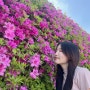 경기도 꽃축제 군포 수리산 철쭉축제 4월 23일 개화 실시간 주차 푸드트럭 먹거리 구경!