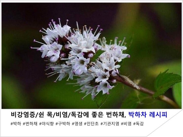 비강염증/쉰 목/비염/독감에 좋은 번하채, 박하차 레시피 : 네이버 블로그