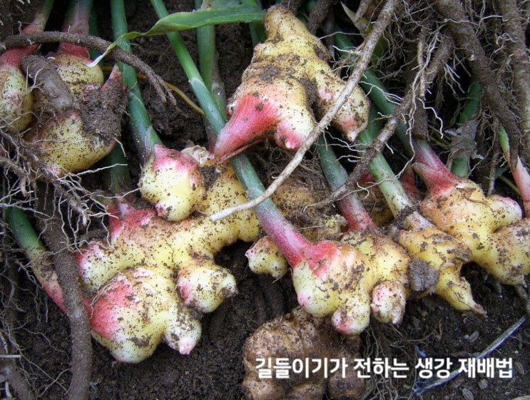 생강 종자 심기 재배법 (생강 심는시기 파종시기 심는방법 수확시기) : 네이버 블로그