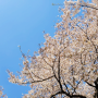 [수원주간보호센터 수원방문요양] 우리함께 벚꽃 나들이~!
