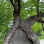 경희궁 뒤뜰 바위 '서암'과 느티나무