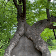경희궁 뒤뜰 바위 '서암'과 느티나무