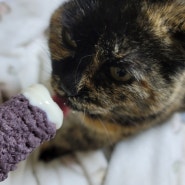 고양이일상 :: 고양이 아이스크림 먹방중인 지동이