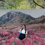 비슬산 참꽃군락지 4월 말 개화상태 자연휴양림방면/ 대견사/ 대견봉