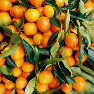 감귤 유자 오렌지 비료 추천 신통방통 농법 (목초액함유) 사용시 주의사항