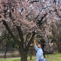 [4월 일상] -(1) 벚꽃 구경, 창덕궁 , 간판없는가게 후기, 토오베 찻집 후기, 도시락 만들기