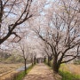 [일상] 고색동 황구지천 벚꽃 나들이 후기
