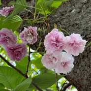 4월 제주도 겹벚꽃 명소 감사공묘역 만나다공원 실시간 개화