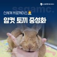 경남 김해 특수동물 전문 병원 토끼 암컷 중성화 수술