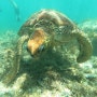 2024.04.24 렛츠고보홀 호핑투어 ~Underwater world is amazing ,you will never miss seeing turtles & fishes~