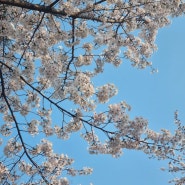 [일상] 4월 정리 - 벚꽃, 먹부림, 모임