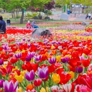 경기도 의정부 데이트코스 직동근린공원 튤립 꽃구경