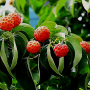 산딸나무 열매 효능과 먹는법, 부작용 알아보기