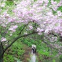 겹벚꽃 명소 서산 문수사 (24. 4. 21. 방문)