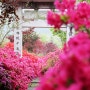 봄꽃여행지 4월 강진가볼만한곳 남미륵사 서부해당화 철쭉 영산홍 만개