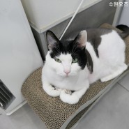 수원동물병원 추천 상자 고르기 고양이 헤드번팅하는 오즈의 하루