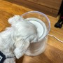 강아지 물통 바램펫 웰리 정수기 물그릇 후기