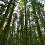 제주 사려니숲 길 「신성한 치유의 숲」