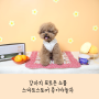 강아지 컨셉사진 : 뚝딱 만들고 찍을 수 있는 패키지 판매