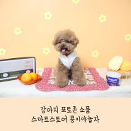 강아지 컨셉사진 : 뚝딱 만들고 찍을 수 있는 패키지 판매