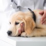 강아지 관절염 증상의 오해, 반려동물이 아픈 진짜 이유