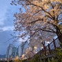 4월 어느날 벚꽃 구경 그리고 나이트