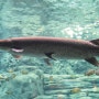 [동물 이야기] 앨리게이터 가아 - 주둥이가 악어 빼닮은 거대 민물고기… 2억년 전부터 살았대요