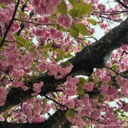 [순천여행]순천 선암사 겹벚꽃 , 24년 4월 20일 방문후기