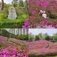 서울근교 꽃구경 경기도 군포 철쭉동산 봄꽃축제 (주차장정보)