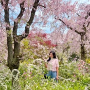 오사카 벚꽃 여행 2탄, 오사카에서 교토(하라다니원, 마루야마 공원), 고호비 메론 프라푸치노