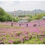 서울 노원 불암산 철쭉축제(철쭉동산,나비정원,나비공원,유아숲체험장)