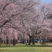 10. 아오모리 여행 - 히로사키 공원 아침 2(2024.04.15)