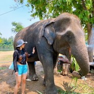 방콕 코끼리보호소 투어 추천해요