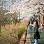 와이프랑 벚꽃나들이 [2024.04.04-06] / 태평공원,여의천벚꽃,일원 탄천 벚꽃길