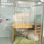 인계동동물병원 8살 브리티쉬롱헤어 고양이 종합 건강검진 스케일링 사례