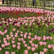 24년 봄 서울식물원 튤립🌷