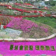 [홍성] 솔바람테마파크 겹벚꽃엔딩 철쭉 꽃동산